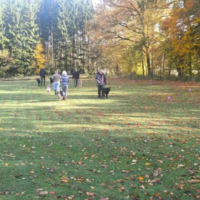Hundetreffen-Hundetraining-Bild