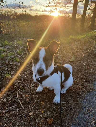 Dogorama Photo Challenge - Herzenshund-Beitrag-Bild