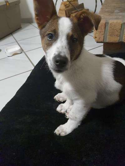 Schäferhund-Beitrag-Bild