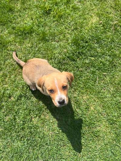 Welpen Bilder !-Beitrag-Bild