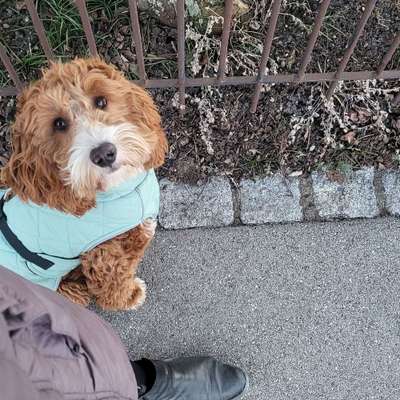 Hundetreffen-Spaziergang-Bild