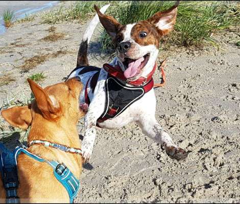 Die Dogorama-Wochen-Challenge "Die schönste Grimasse"-Beitrag-Bild