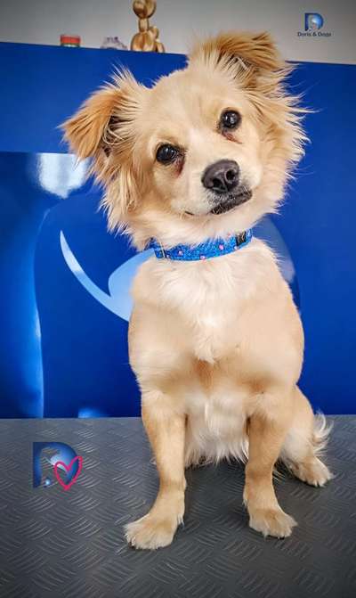 Hundetreffen-Hundefreund/in gesucht-Bild