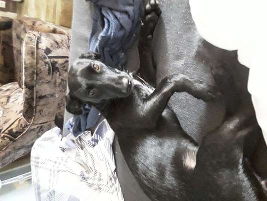 Podencomischling oder Podenco-Beitrag-Bild