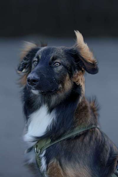 Hundetreffen-Gemeinsame Gassirunde und Spiel-Bild