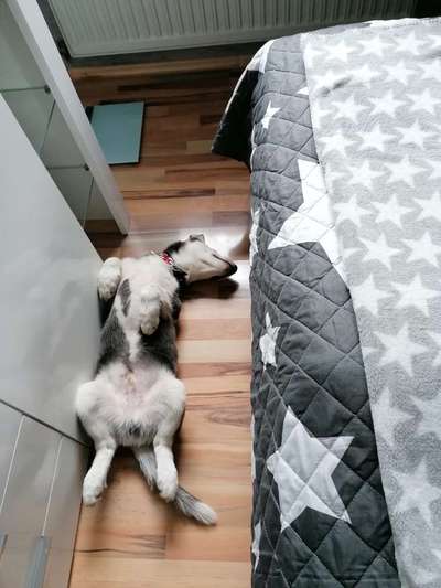 Fotosammlung: ,,Der natürliche Hund" Unbearbeitet, ungestellt und in Natura-Beitrag-Bild