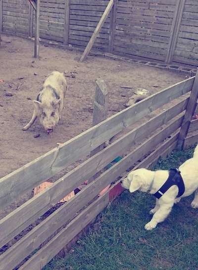 Bilder Hund und andere Tiere-Beitrag-Bild