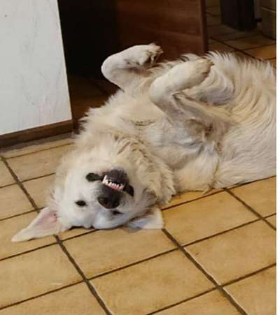 Zeige das lustigste Bild eures Hundis-Beitrag-Bild