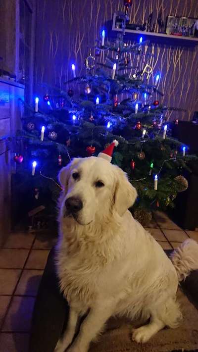 Wo sind die Golden Retriever Liebhaber?-Beitrag-Bild