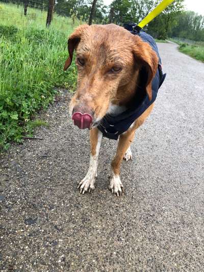 Hund im Regen☔🌬️🌧️-Beitrag-Bild