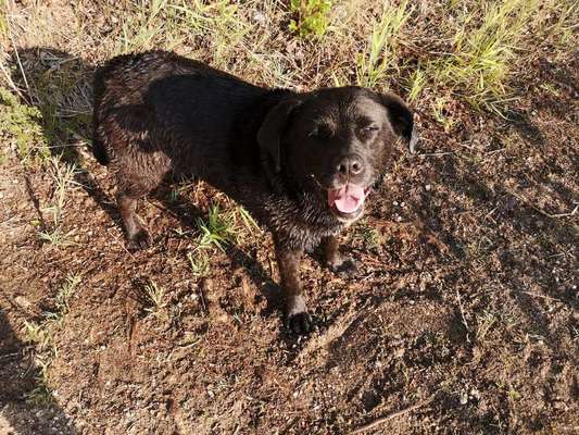 Dein Hund im Dogorama-Kalender 2021-Beitrag-Bild