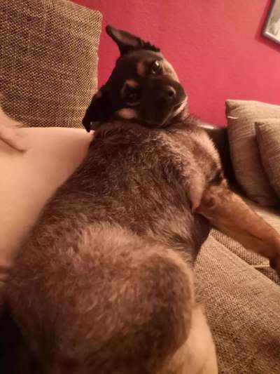 Dein Hund im Dogorama-Kalender 2021-Beitrag-Bild