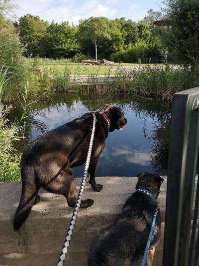 Dein Hund im Dogorama-Kalender 2021-Beitrag-Bild