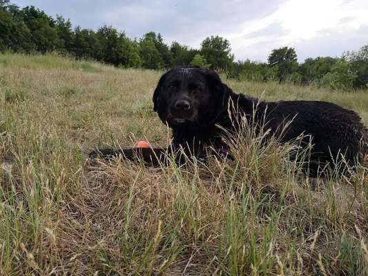 Dein Hund im Dogorama-Kalender 2021-Beitrag-Bild