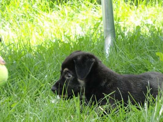 Dein Hund im Dogorama-Kalender 2021-Beitrag-Bild