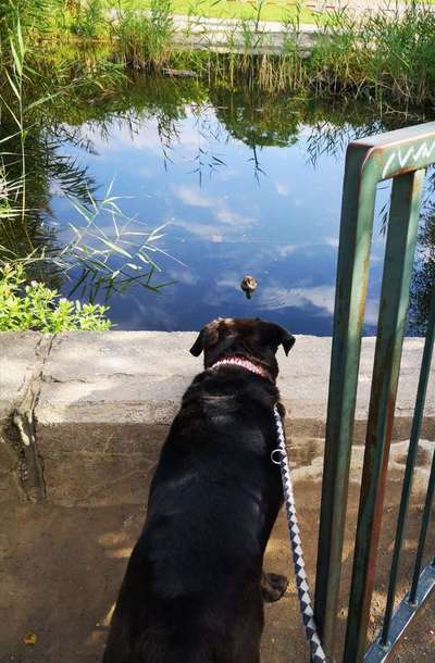 Dein Hund im Dogorama-Kalender 2021-Beitrag-Bild