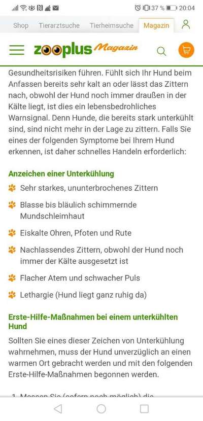 Kleidung für den Labrador?-Beitrag-Bild