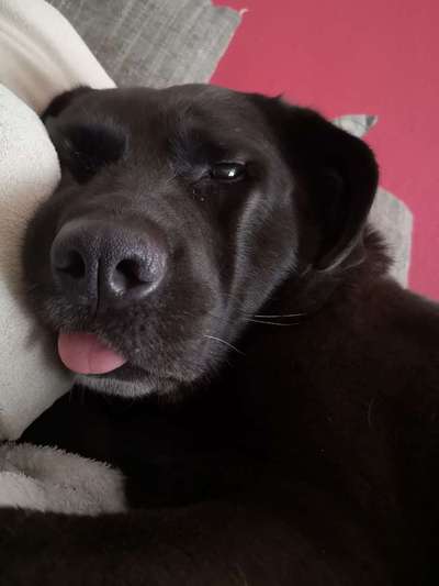 Dein Hund im Dogorama-Kalender 2021-Beitrag-Bild