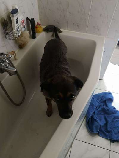 Dein Hund im Dogorama-Kalender 2021-Beitrag-Bild