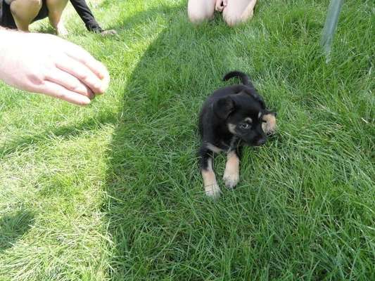 Welpen Bilder !-Beitrag-Bild