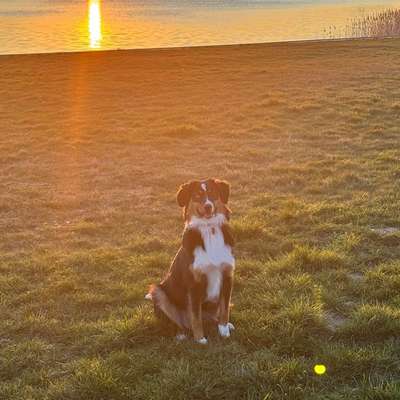 Hundetreffen-Spiele/Gassirunde mit Lucy-Bild