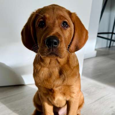 Hundetreffen-Playdate mit größeren Welpen oder Junghunden