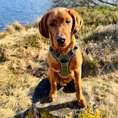 Hundetreffen-Playdate mit größeren Welpen oder Junghunden