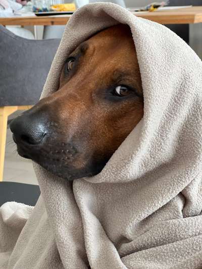 Rhodesian Ridgeback-Beitrag-Bild