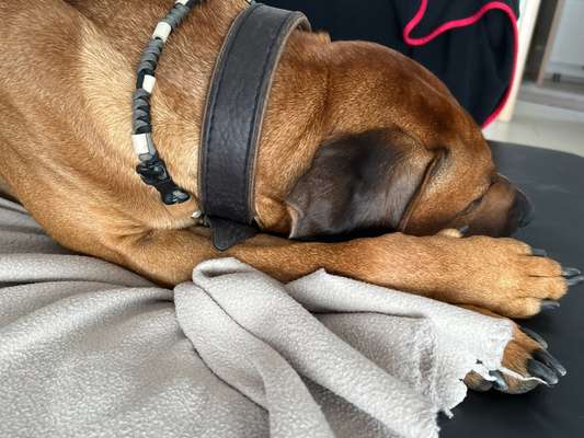 Rhodesian Ridgeback-Beitrag-Bild