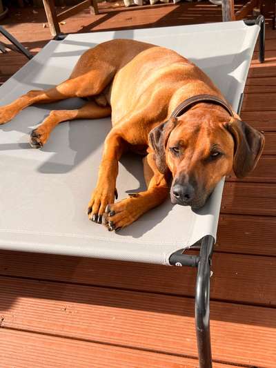 Rhodesian Ridgeback-Beitrag-Bild