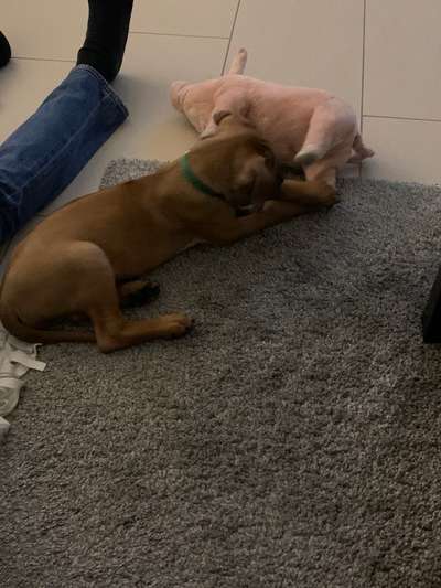 Rhodesian Ridgeback-Beitrag-Bild