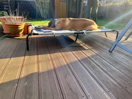 Rhodesian Ridgeback-Beitrag-Bild