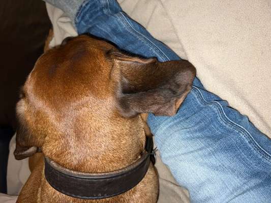 Rhodesian Ridgeback-Beitrag-Bild