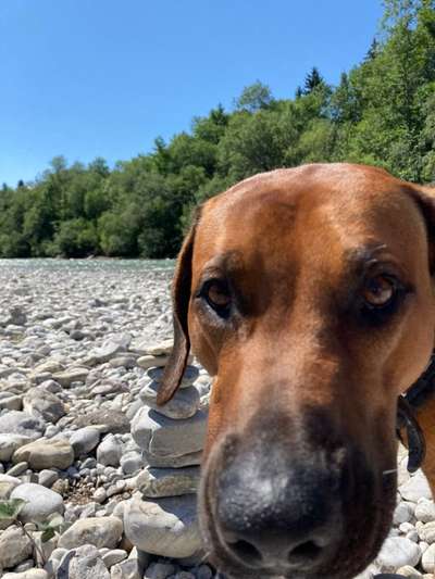 Rhodesian Ridgeback-Beitrag-Bild