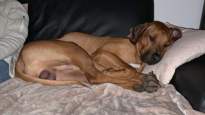 Rhodesian Ridgeback-Beitrag-Bild