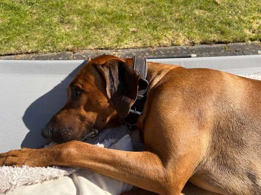 Rhodesian Ridgeback-Beitrag-Bild