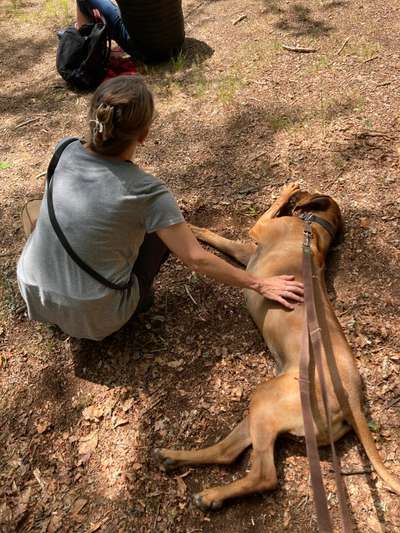 Rhodesian Ridgeback-Beitrag-Bild