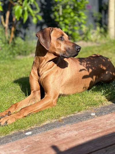 Rhodesian Ridgeback-Beitrag-Bild