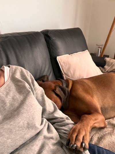Rhodesian Ridgeback-Beitrag-Bild