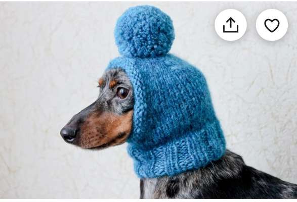 Rhodesian Ridgeback-Beitrag-Bild