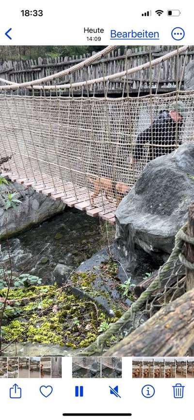 Rhodesian Ridgeback-Beitrag-Bild