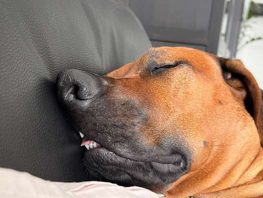 Rhodesian Ridgeback-Beitrag-Bild