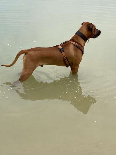 Aufzuchtfutter Große Rassen-Beitrag-Bild