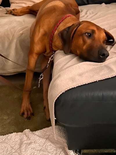 Rhodesian Ridgeback-Beitrag-Bild