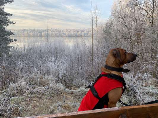 Rhodesian Ridgeback-Beitrag-Bild