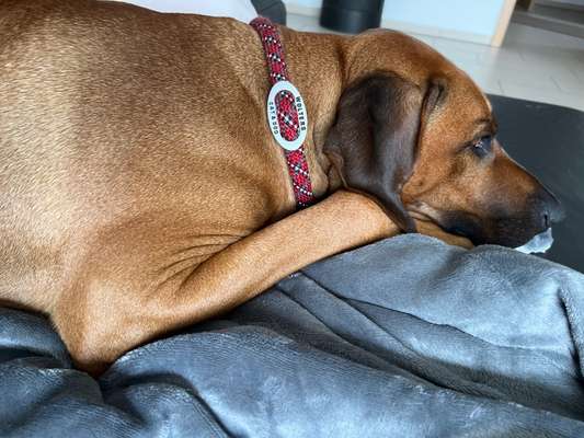 Rhodesian Ridgeback-Beitrag-Bild
