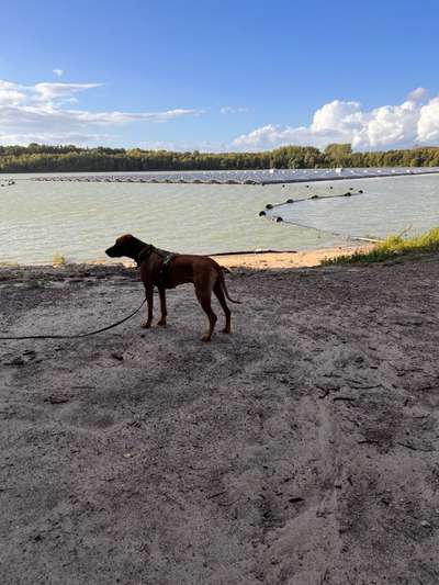 Rhodesian Ridgeback-Beitrag-Bild