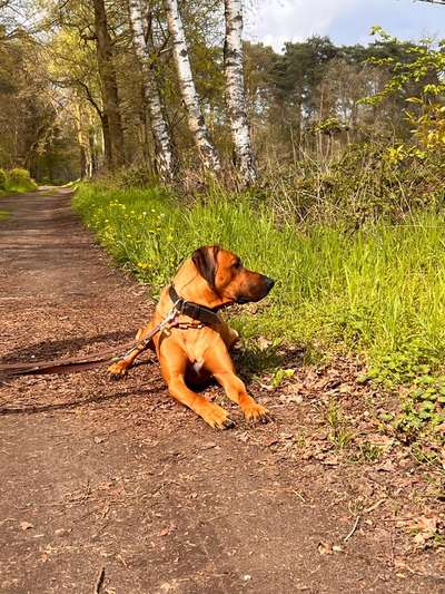 Rhodesian Ridgeback-Beitrag-Bild