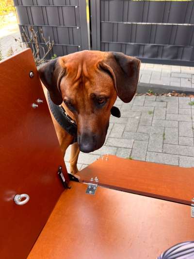Rhodesian Ridgeback-Beitrag-Bild