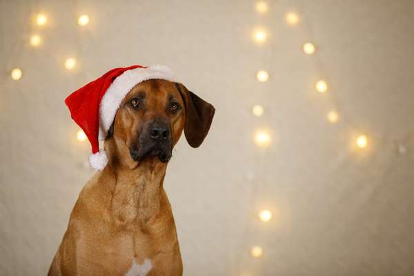 Rhodesian Ridgeback-Beitrag-Bild